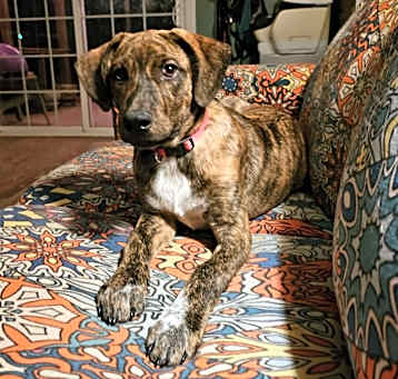 Photo of Shadow