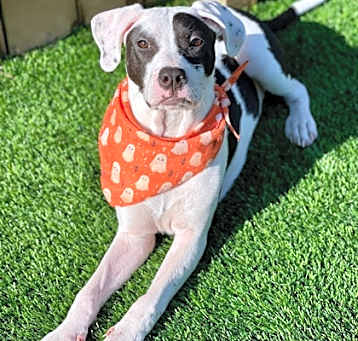 Photo of Roxie