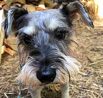 Photo of Buddy: needs sponsors!