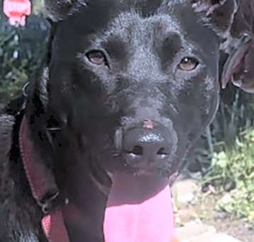 Photo of Handsome Buster