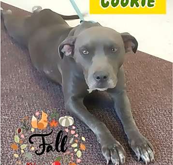 Photo of Cookie
