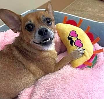 Photo of Princess