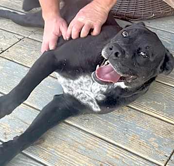 Photo of Scout