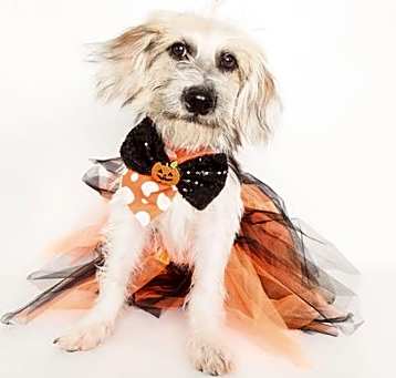 Photo of Cassidy
