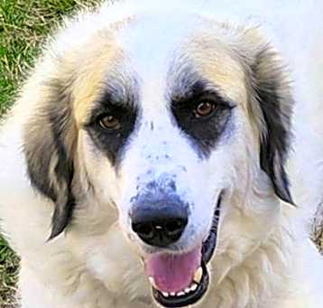 Photo of Lizzy