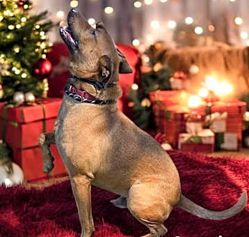 Photo of Piper
