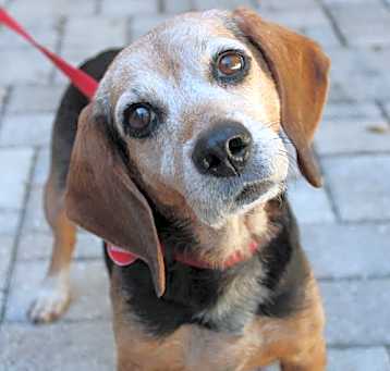 Photo of Pippy