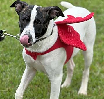 Photo of Pongo