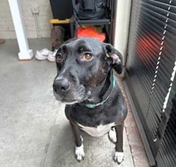 Photo of Willow