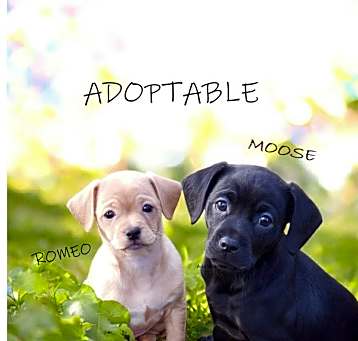 Photo of MOOSE
