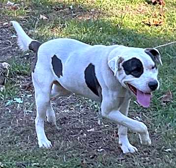 Photo of Spot