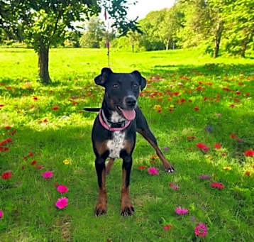 Photo of Bitsy