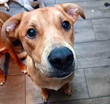 Photo of Caramel