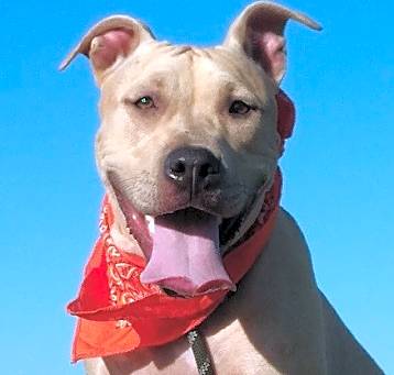 Photo of Abbypup-Sweet companion!