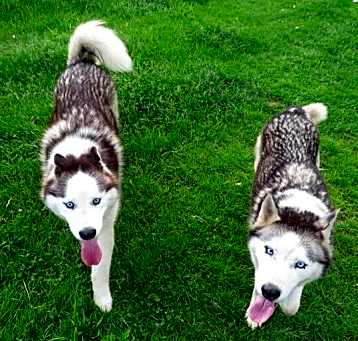 Photo of Hank and Nubb (bonded pair)