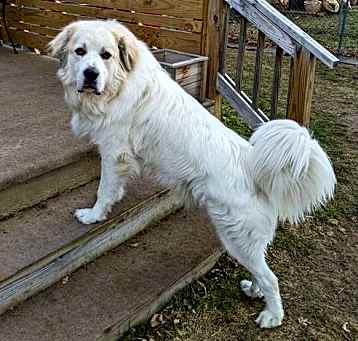 Photo of Thor