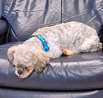 Photo of Chewy