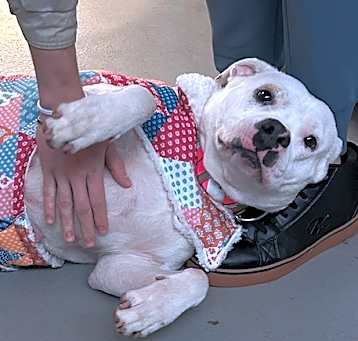 Photo of Penny. Needs Foster/Adopter