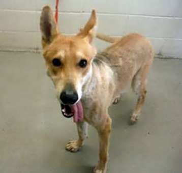 Photo of TAWNY