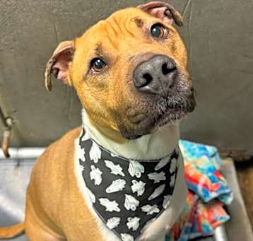 Photo of Buddy