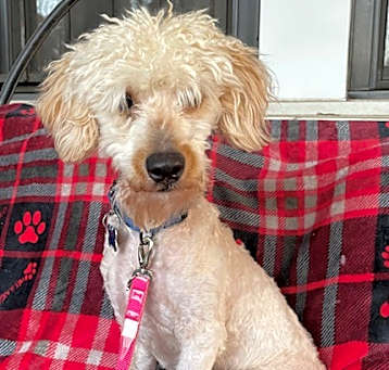 Photo of Max