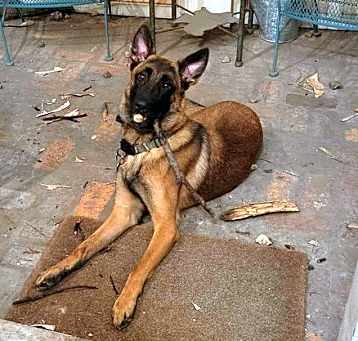 Photo of Monty - LA