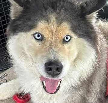 Photo of Sitku