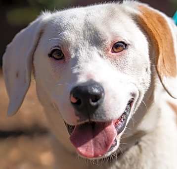 Photo of Cosmo
