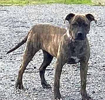 Photo of Chessie