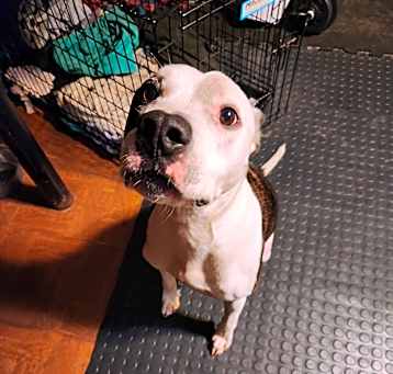 Photo of Tyson