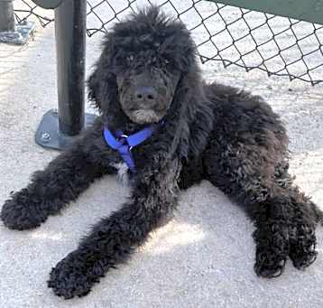 Photo of Max Poodle