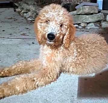 Photo of Tucker