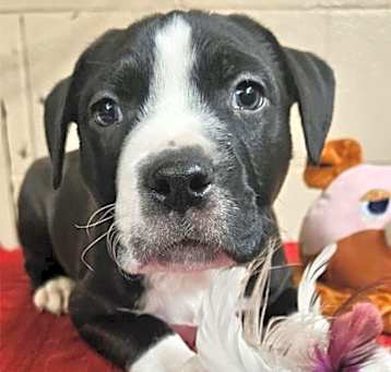 Photo of Tucker