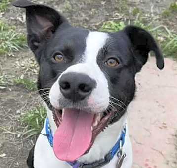 Photo of Harley