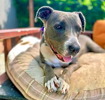 Photo of Sadie