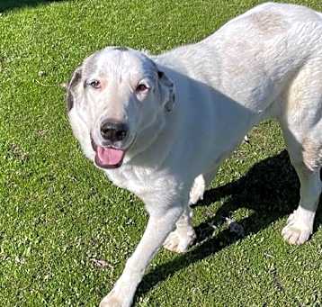 Photo of Sugar Pie