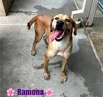Photo of Ramona Flowers