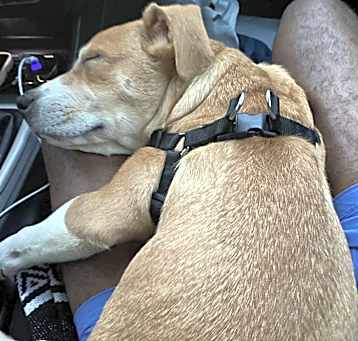 Photo of Bentley