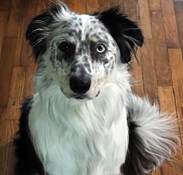 Photo of Hudson Fox