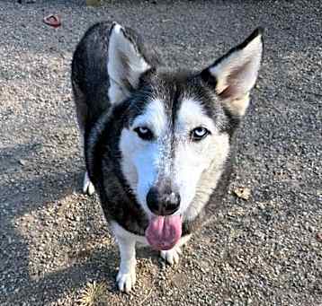 Photo of Nala