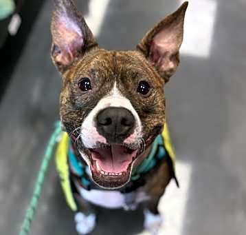 Photo of Cooper