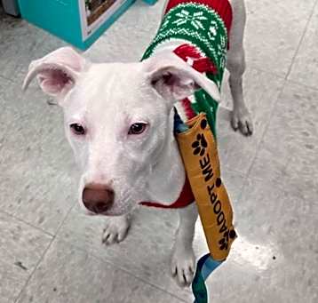 Photo of Goat (In Foster)
