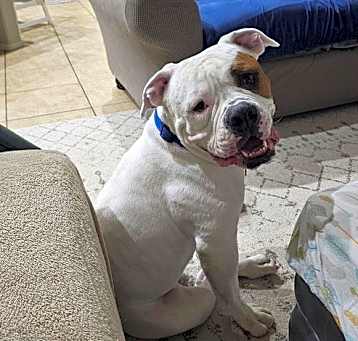 Photo of BOOMER
