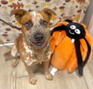 Photo of Gadget