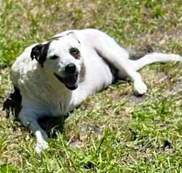 Photo of Sugar