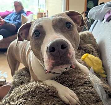 Photo of Daisy