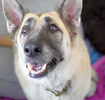 Photo of Elka