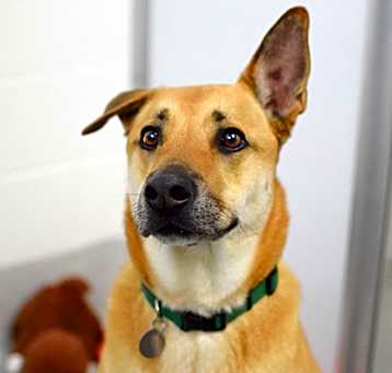 Photo of Dodger