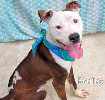 Photo of Brutus