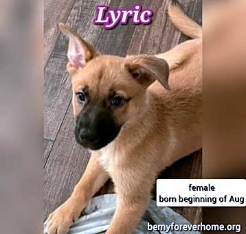 Photo of Lyric